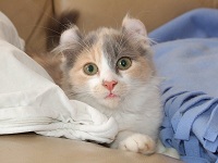Blue Tortie & White American Curl kitten