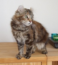 Torbie American Curl Longhair kitten
